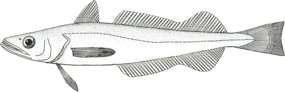 European Hake